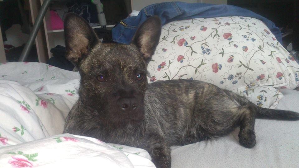 Blanding af racer Oscar Ozzy Osmand billede 15