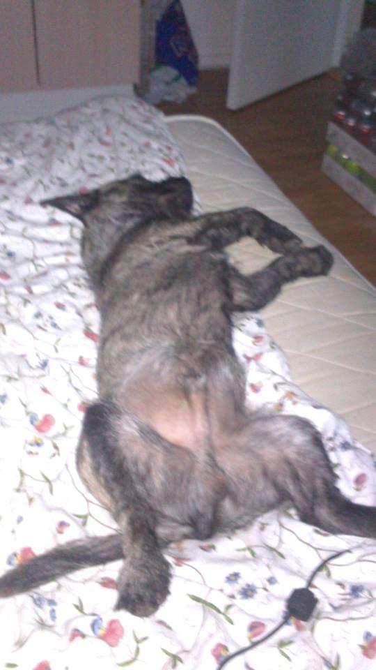 Blanding af racer Oscar Ozzy Osmand billede 16