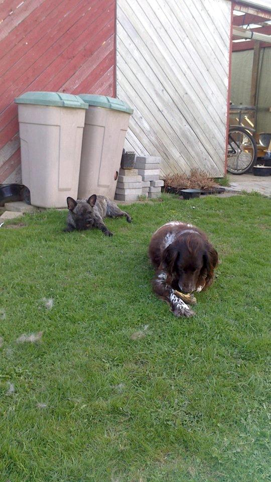 Blanding af racer Oscar Ozzy Osmand - Oscar og yndlings legekammeraten Ronni billede 17