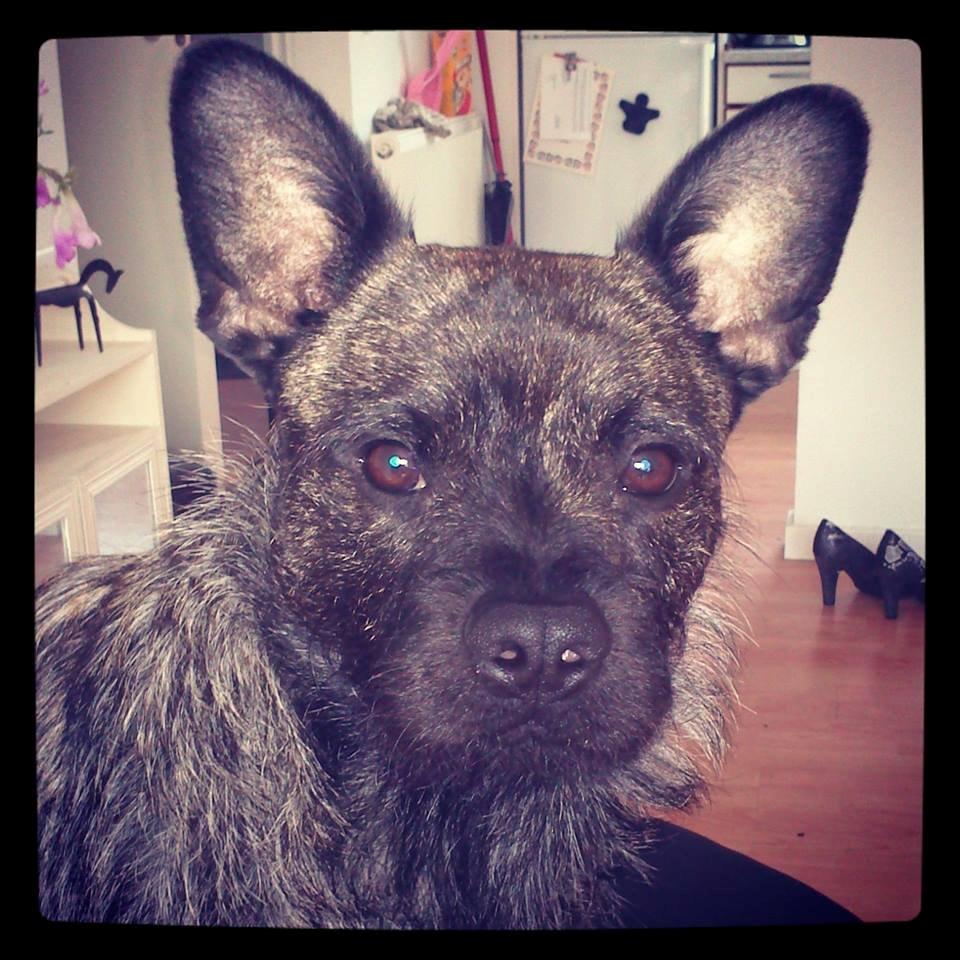 Blanding af racer Oscar Ozzy Osmand billede 18