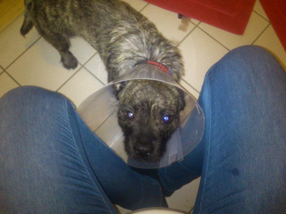 Blanding af racer Oscar Ozzy Osmand - Det er ikke sjovt at blive kastreret...... :( billede 19