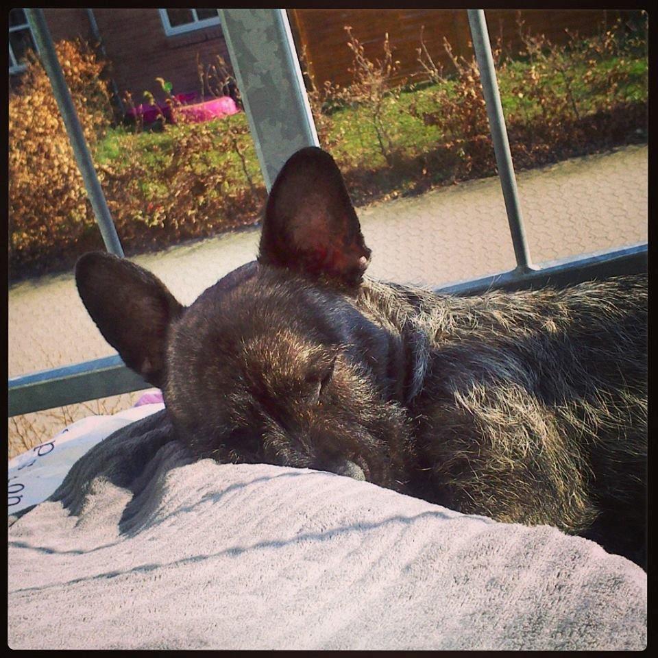 Blanding af racer Oscar Ozzy Osmand - Der bliver hygget på balkonen ;) billede 20