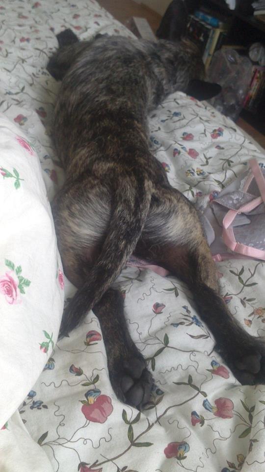 Blanding af racer Oscar Ozzy Osmand - Behageligt?? billede 12