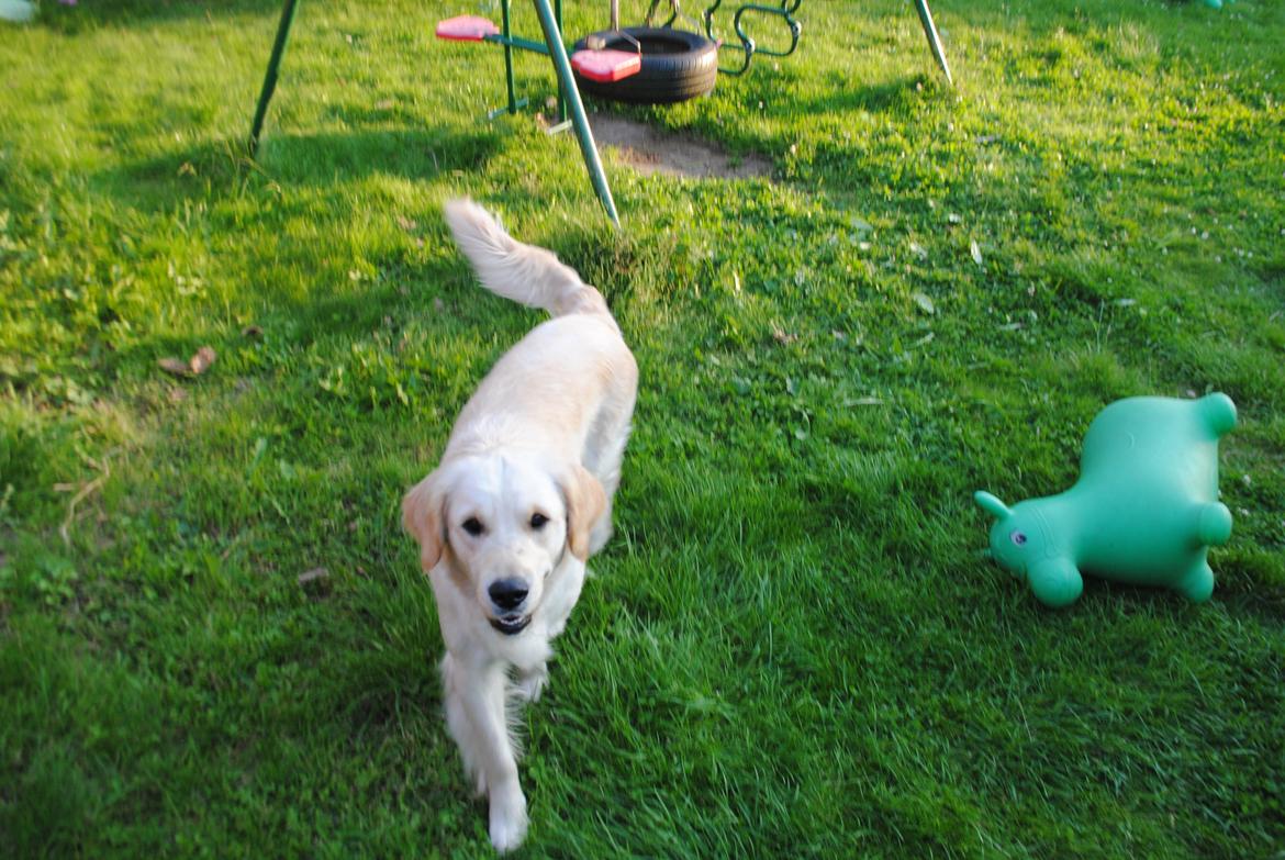 Golden retriever Silke billede 7