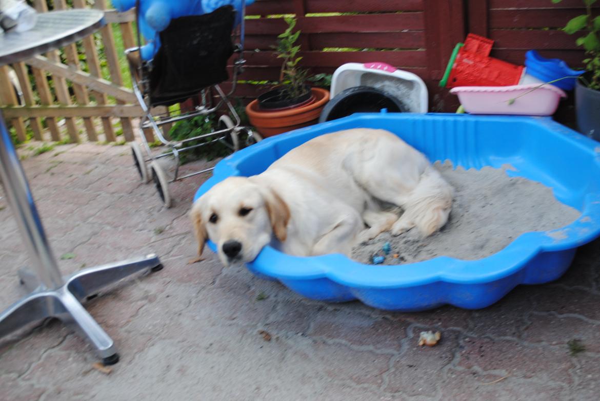 Golden retriever Silke billede 8