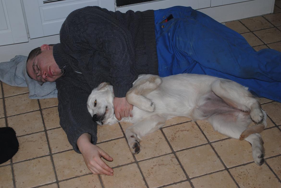 Golden retriever Silke billede 9