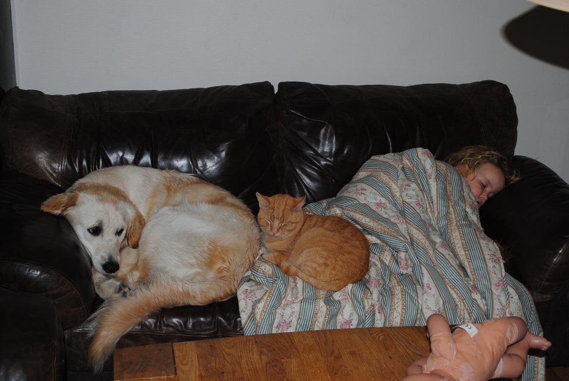 Golden retriever Silke billede 10