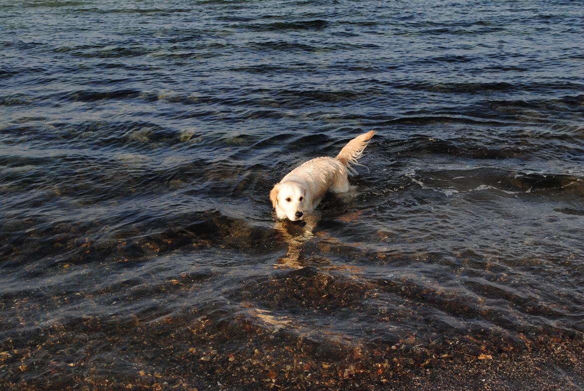 Golden retriever Silke billede 11