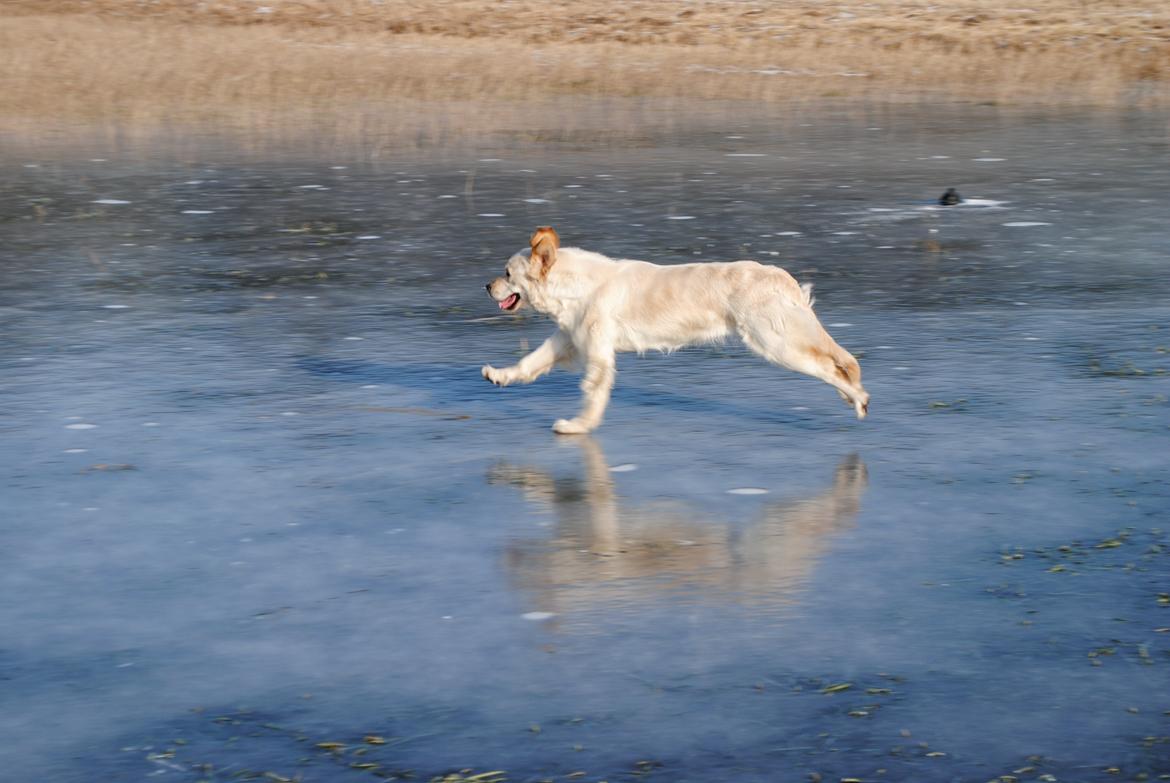 Golden retriever Silke billede 12