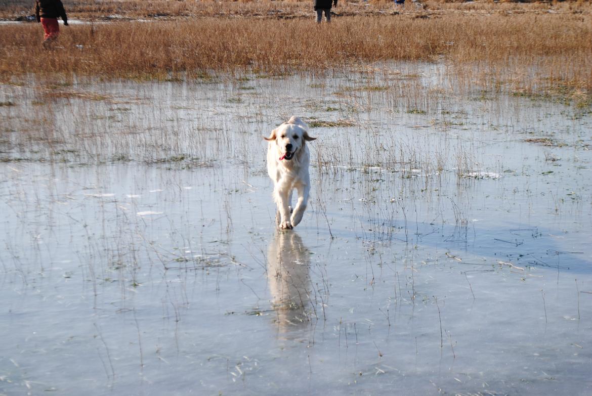 Golden retriever Silke billede 13