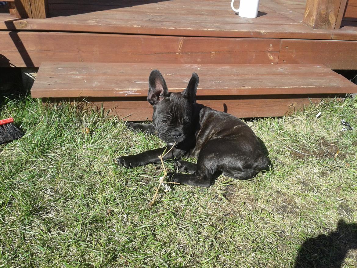 Fransk bulldog Bella billede 1