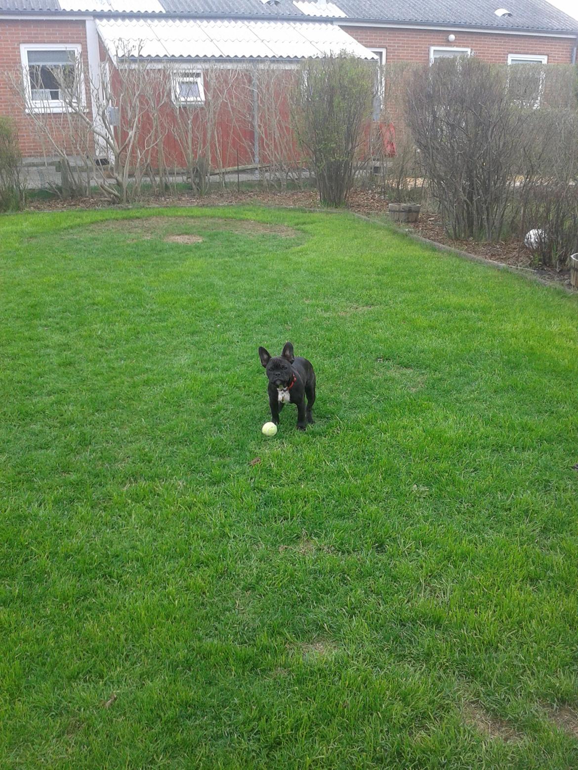 Fransk bulldog Bella billede 2