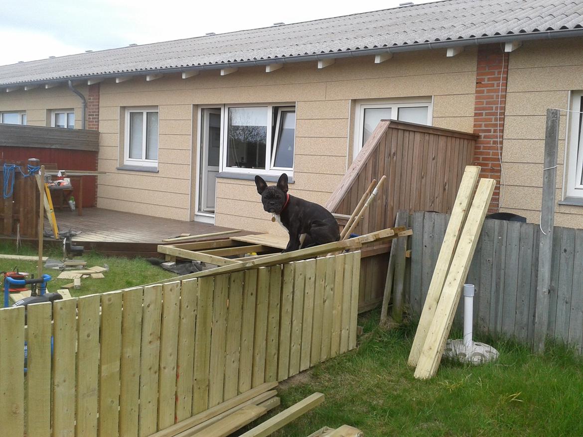 Fransk bulldog Bella billede 3