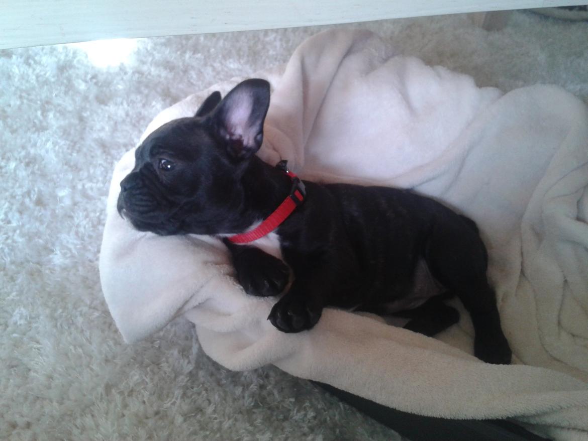 Fransk bulldog Bella billede 4