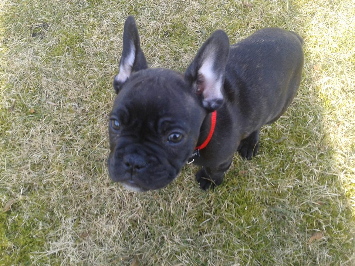 Fransk bulldog Bella billede 5