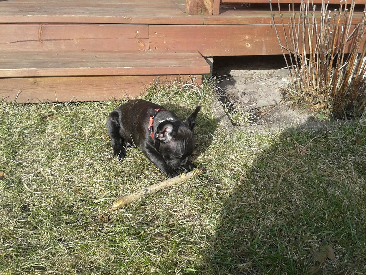 Fransk bulldog Bella billede 6