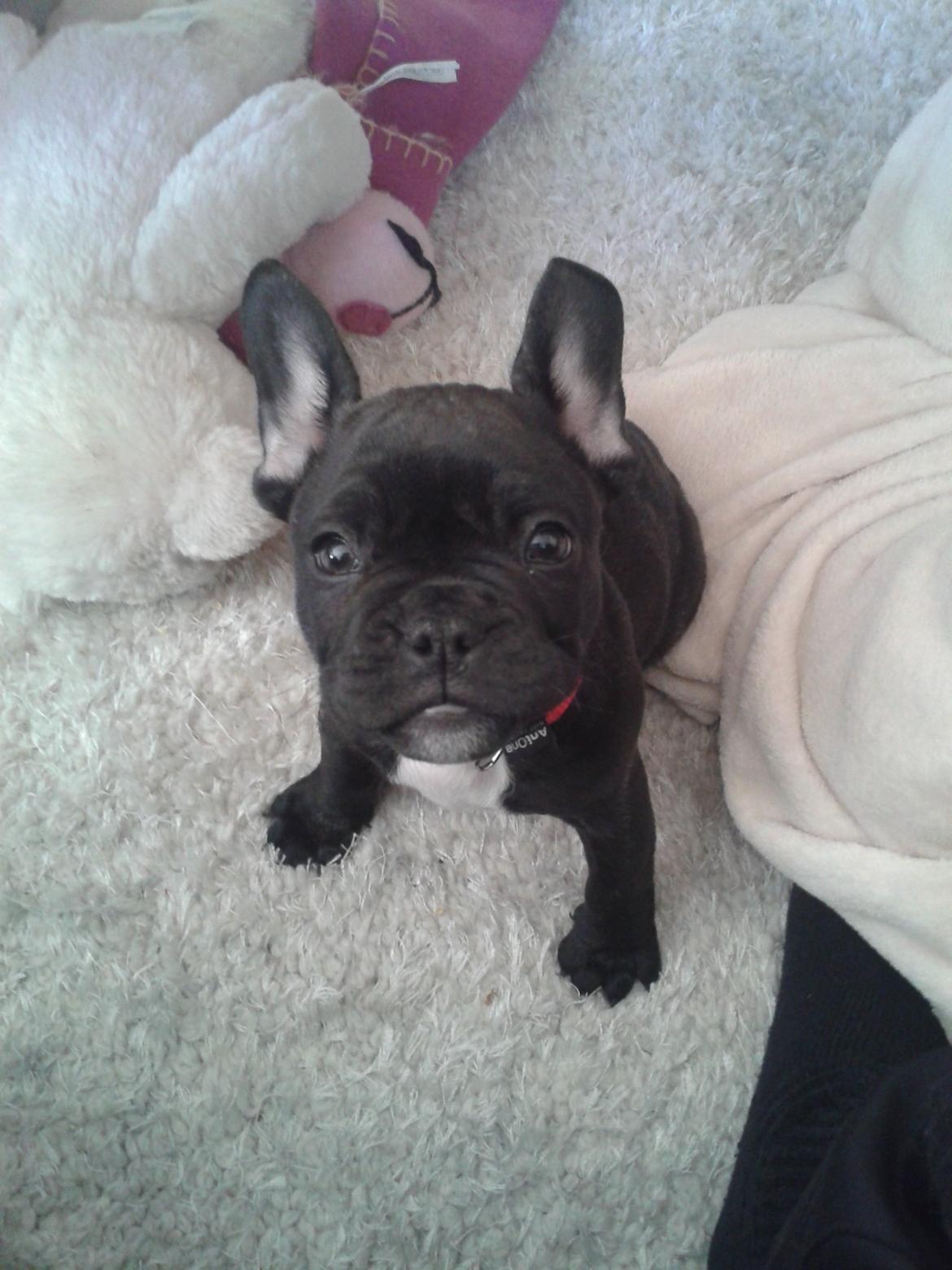 Fransk bulldog Bella billede 7