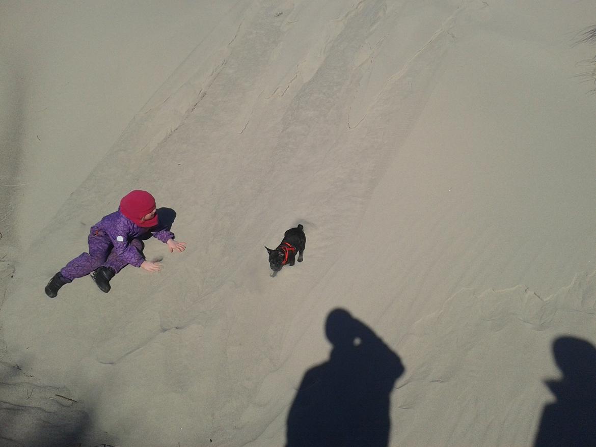 Fransk bulldog Bella billede 8