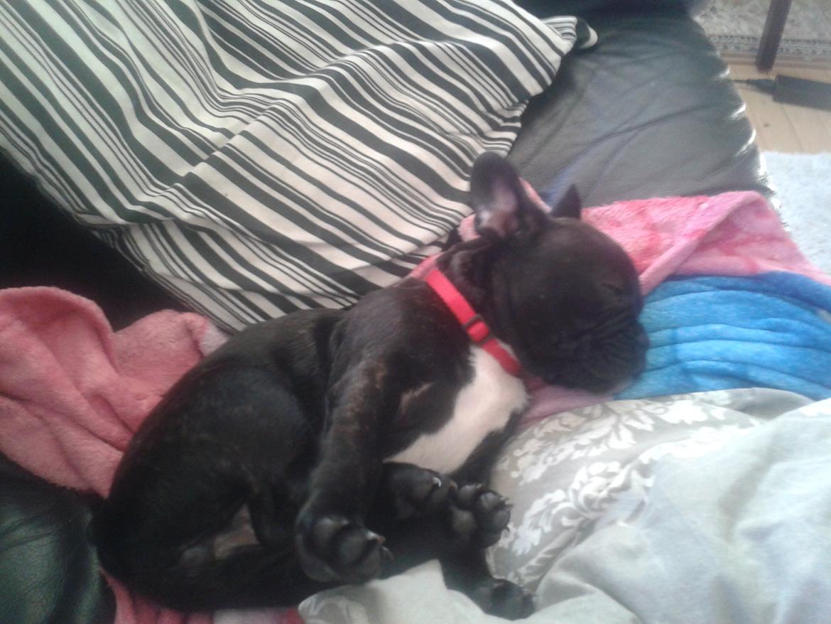 Fransk bulldog Bella billede 9