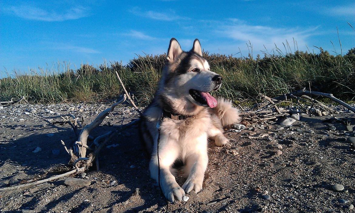Alaskan malamute Ricky - Knap 6 år, ved stranden nær vores hus  billede 30