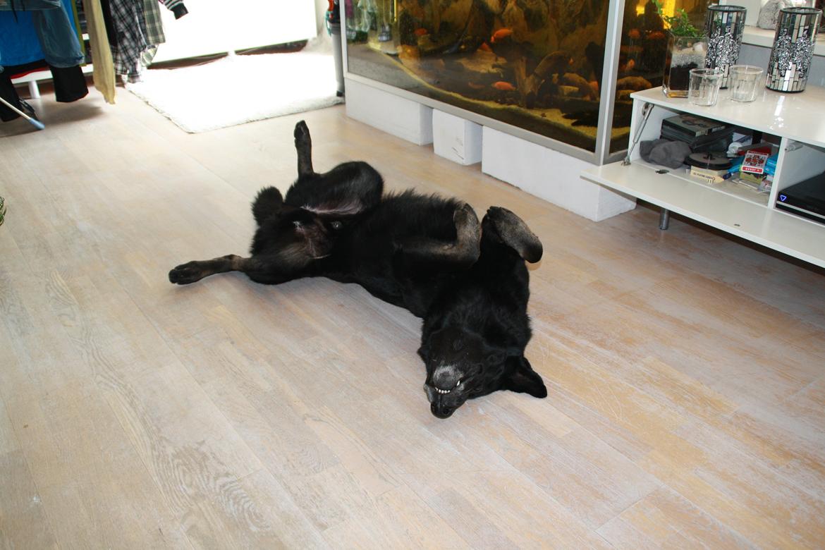 Schæferhund King - Tager lige en slapper :) billede 5