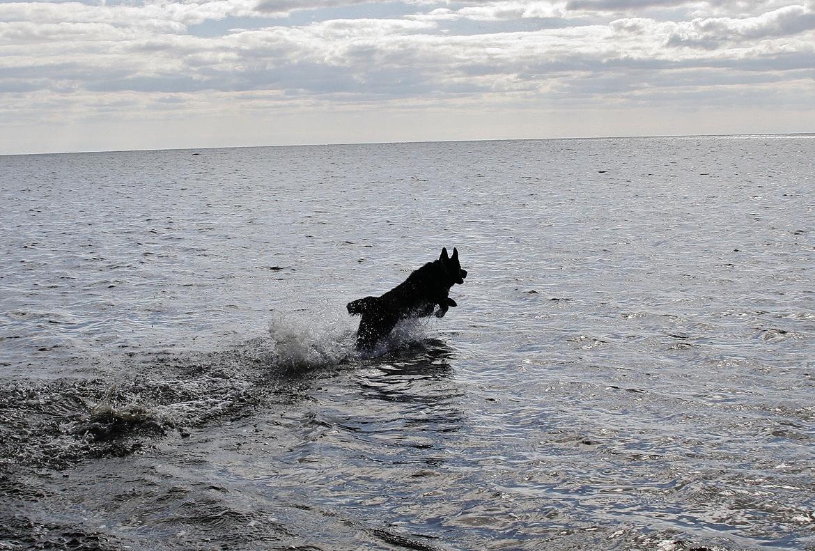 Schæferhund King - Ude og bade lidt på stranden :) billede 6