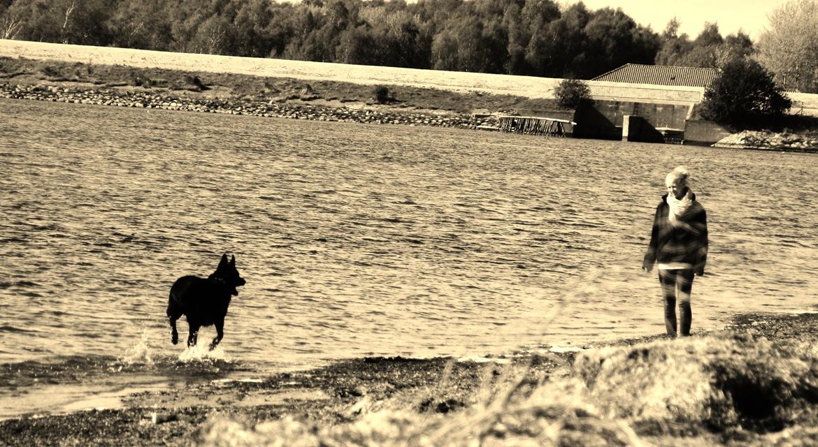 Schæferhund King billede 11