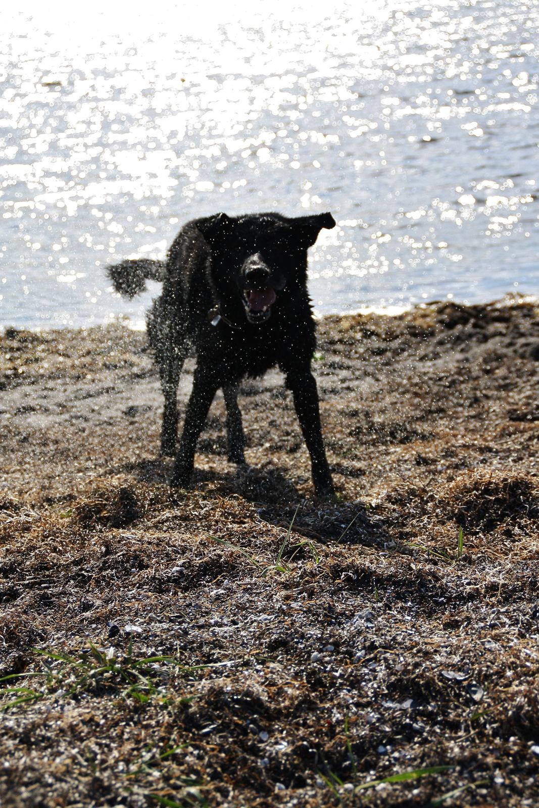 Schæferhund King billede 13