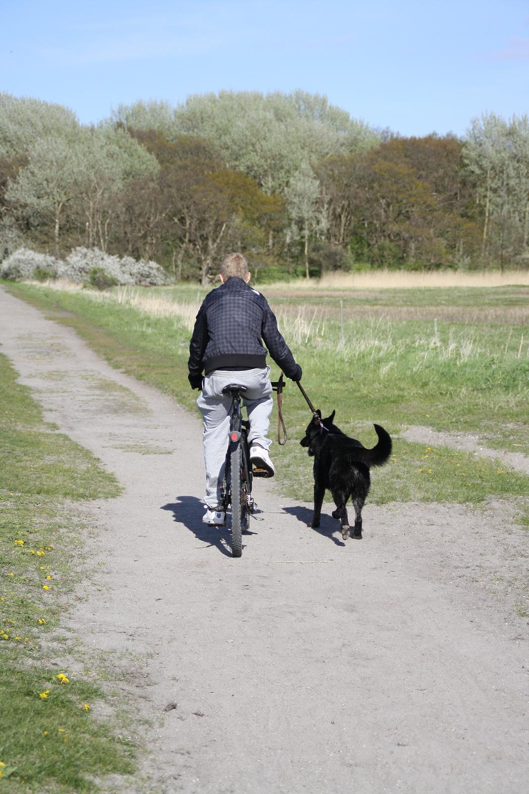 Schæferhund King - På vej hjem efter en god tur i skoven og på stranden :) billede 9