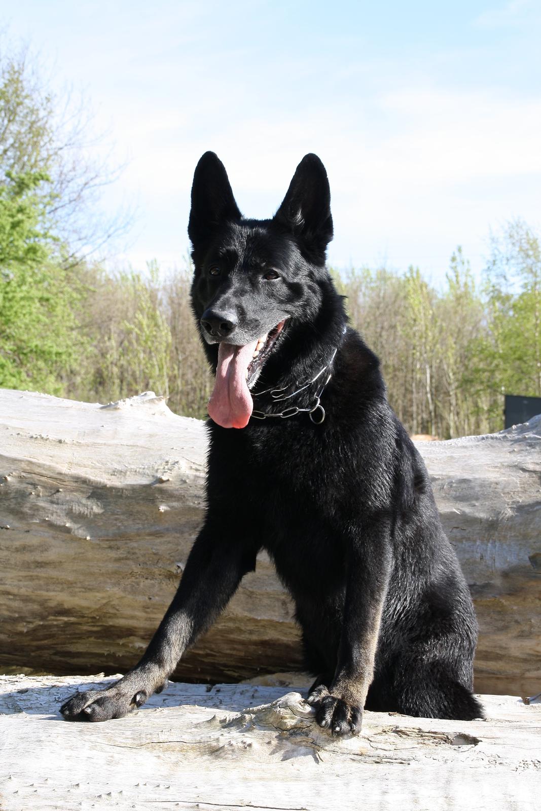 Schæferhund King billede 10
