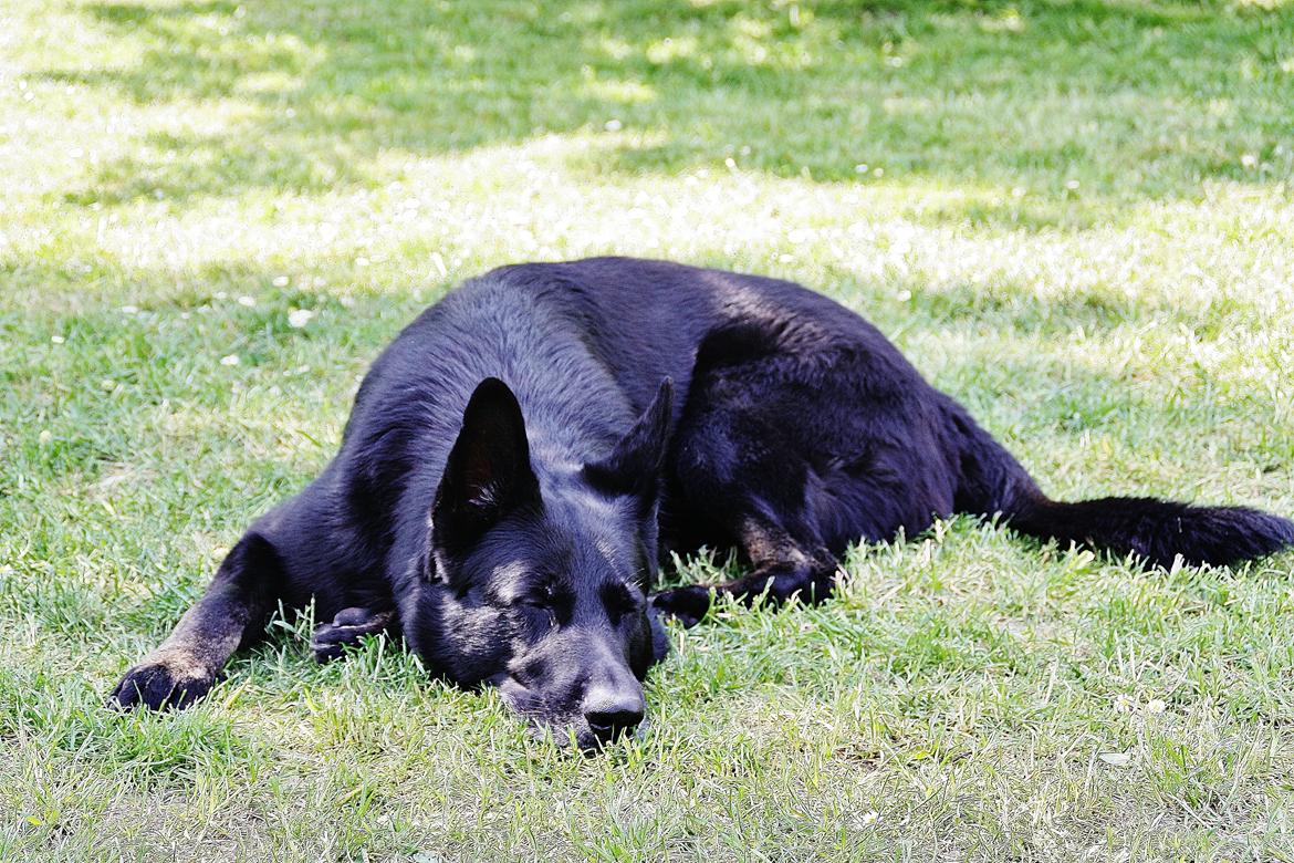 Schæferhund King billede 14