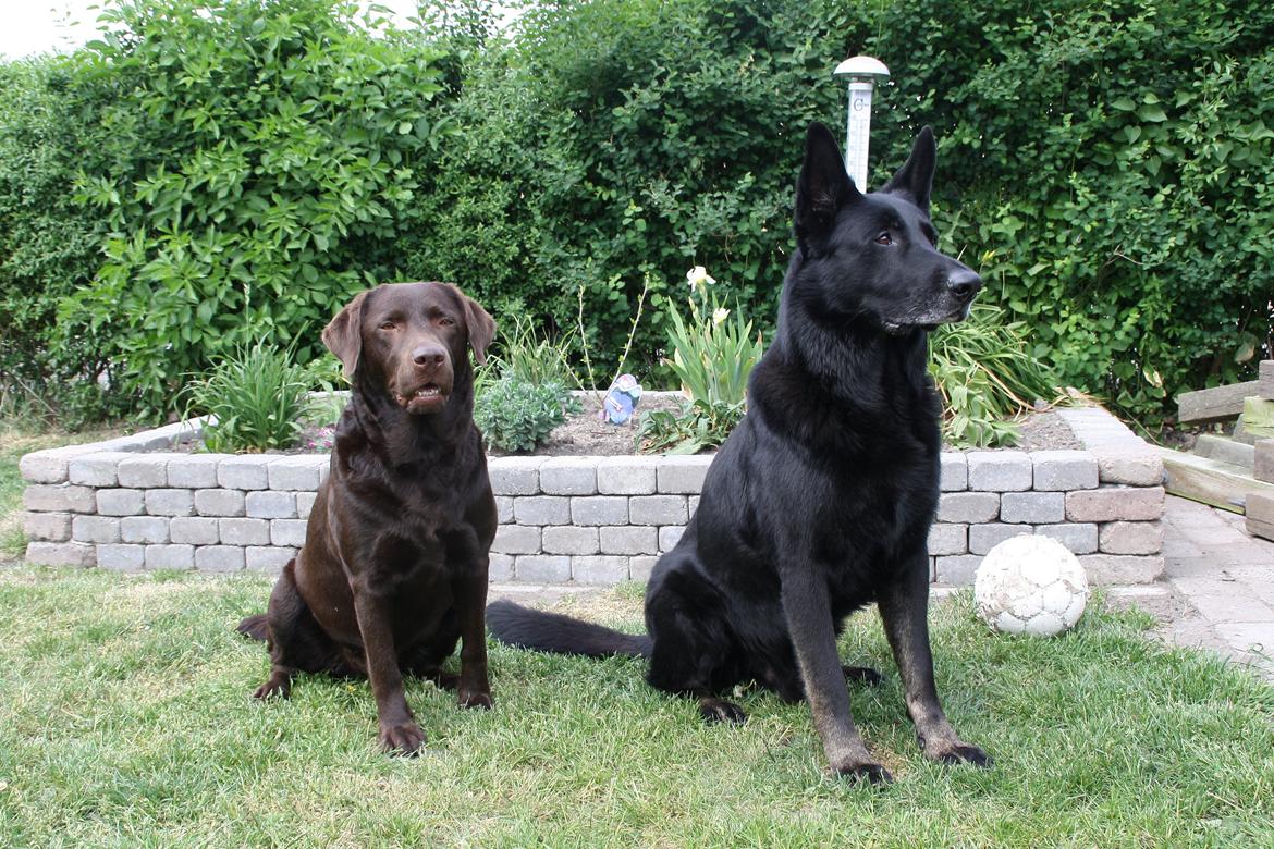 Schæferhund King billede 16