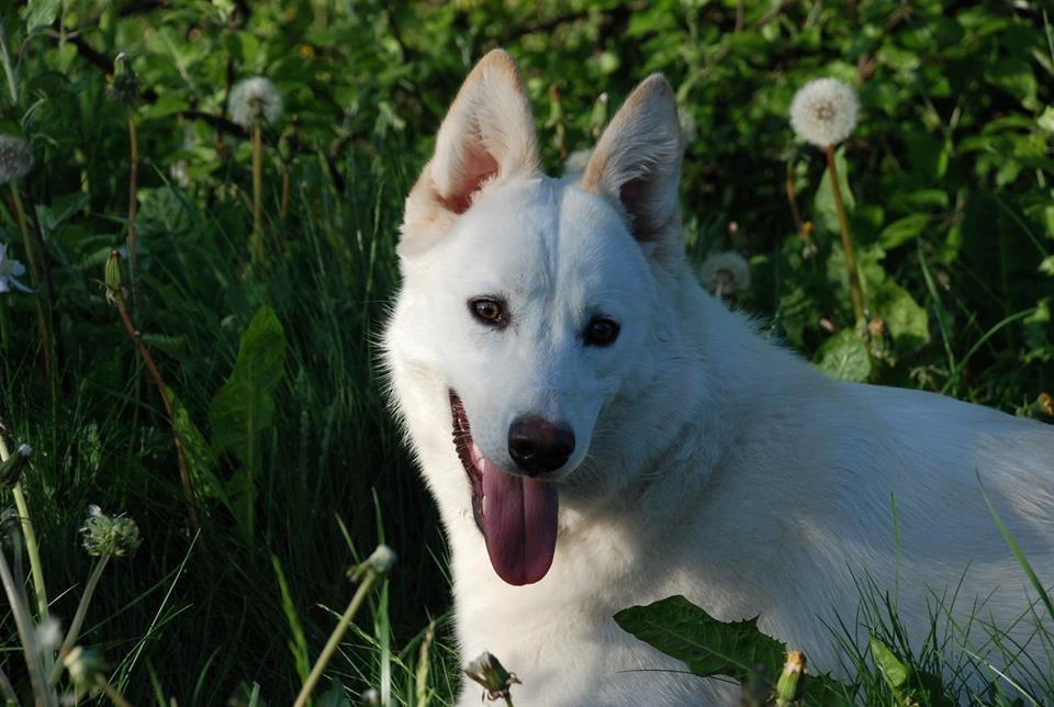 Hvid schæfer Nischa billede 2