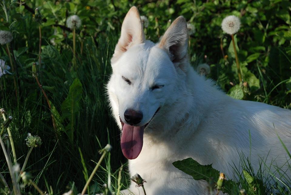 Hvid schæfer Nischa billede 3
