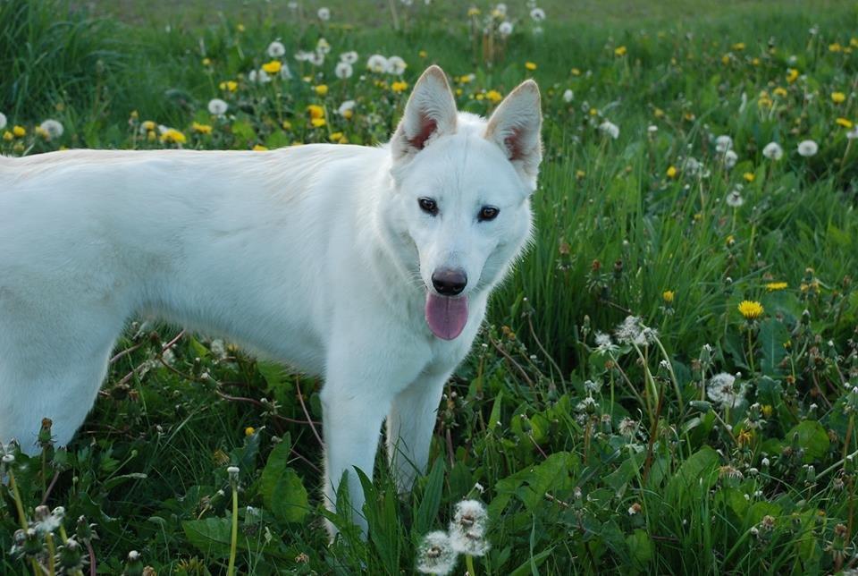 Hvid schæfer Nischa billede 4