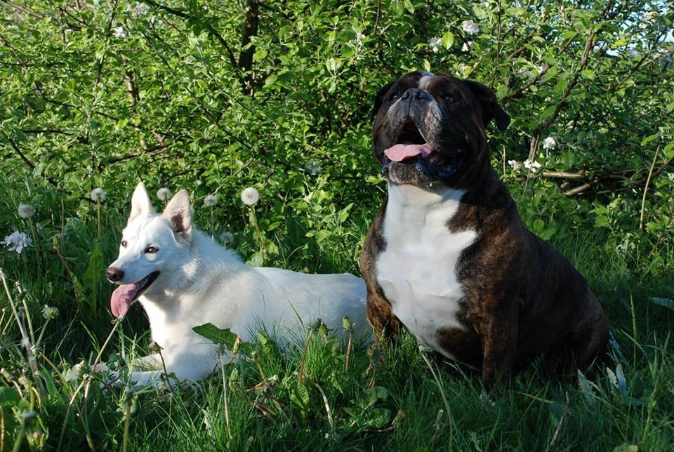 Hvid schæfer Nischa billede 5