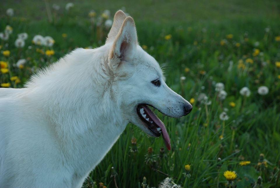 Hvid schæfer Nischa billede 6