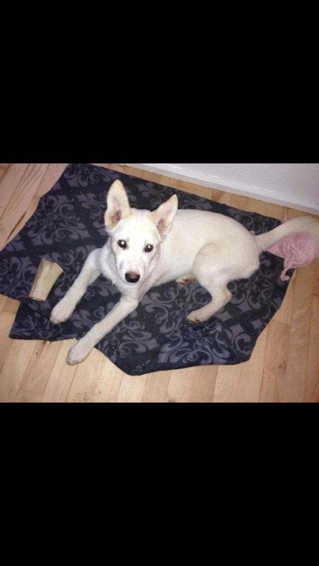 Hvid schæfer Nischa billede 7