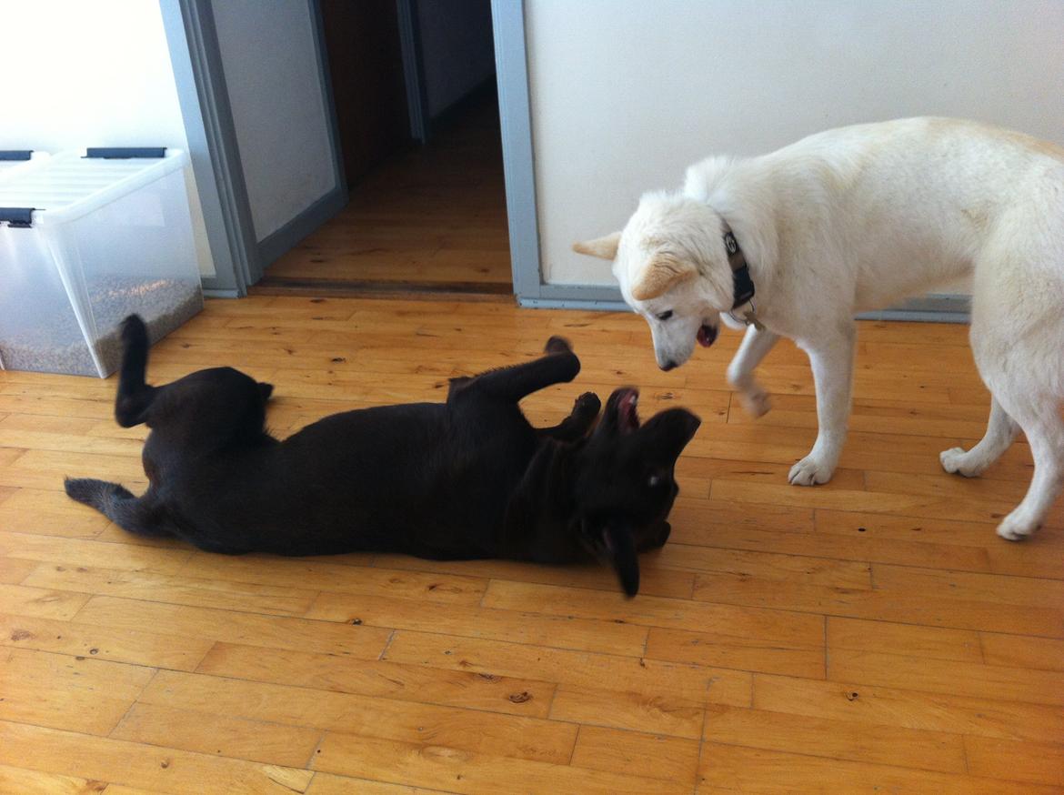 Hvid schæfer Nischa billede 8