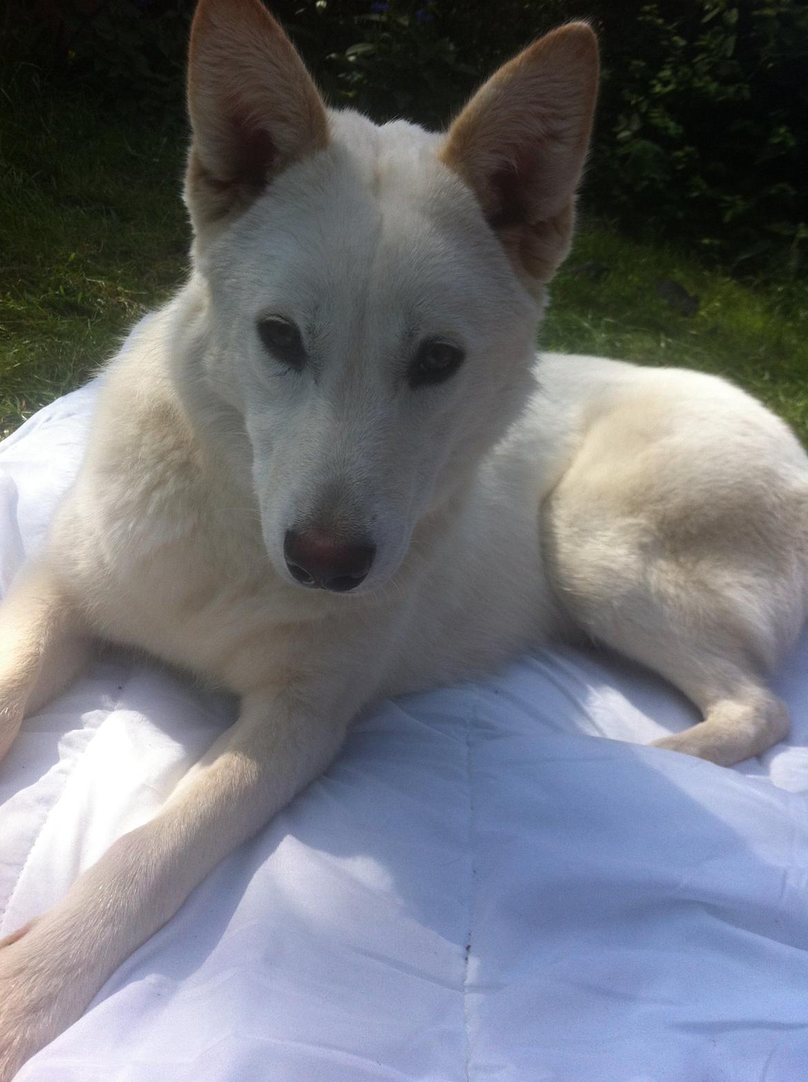 Hvid schæfer Nischa billede 9