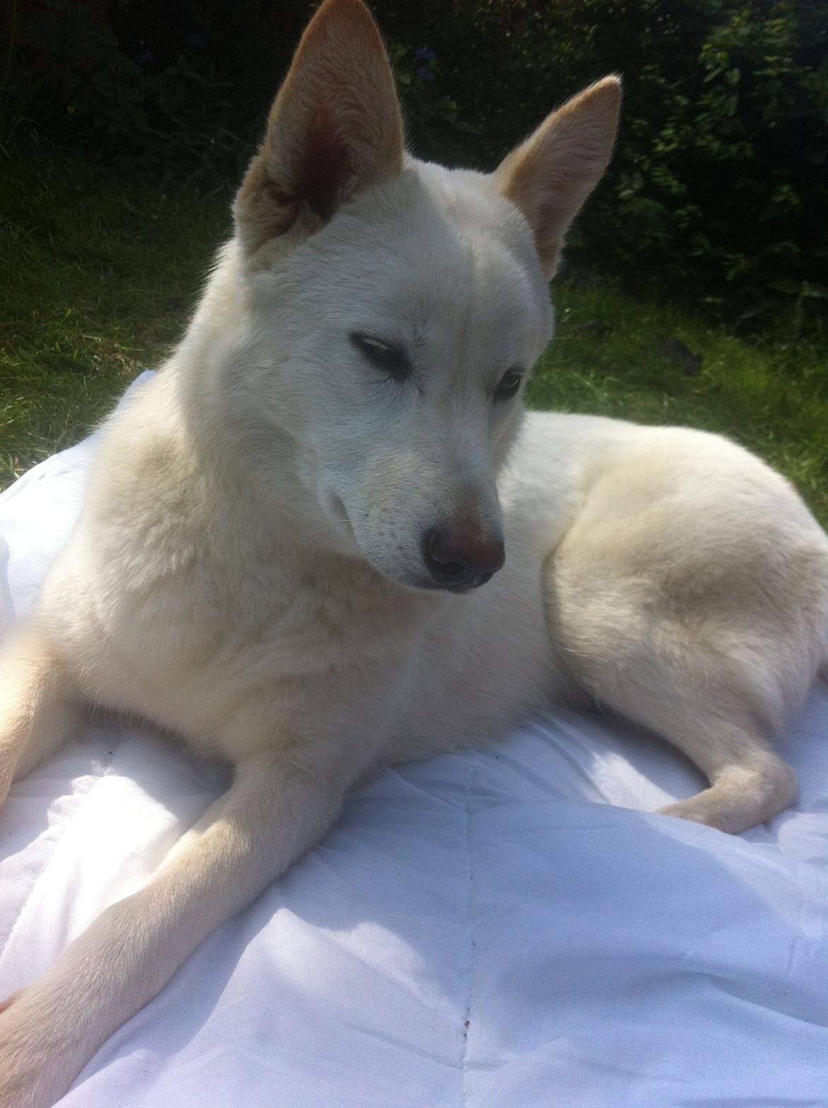 Hvid schæfer Nischa billede 10