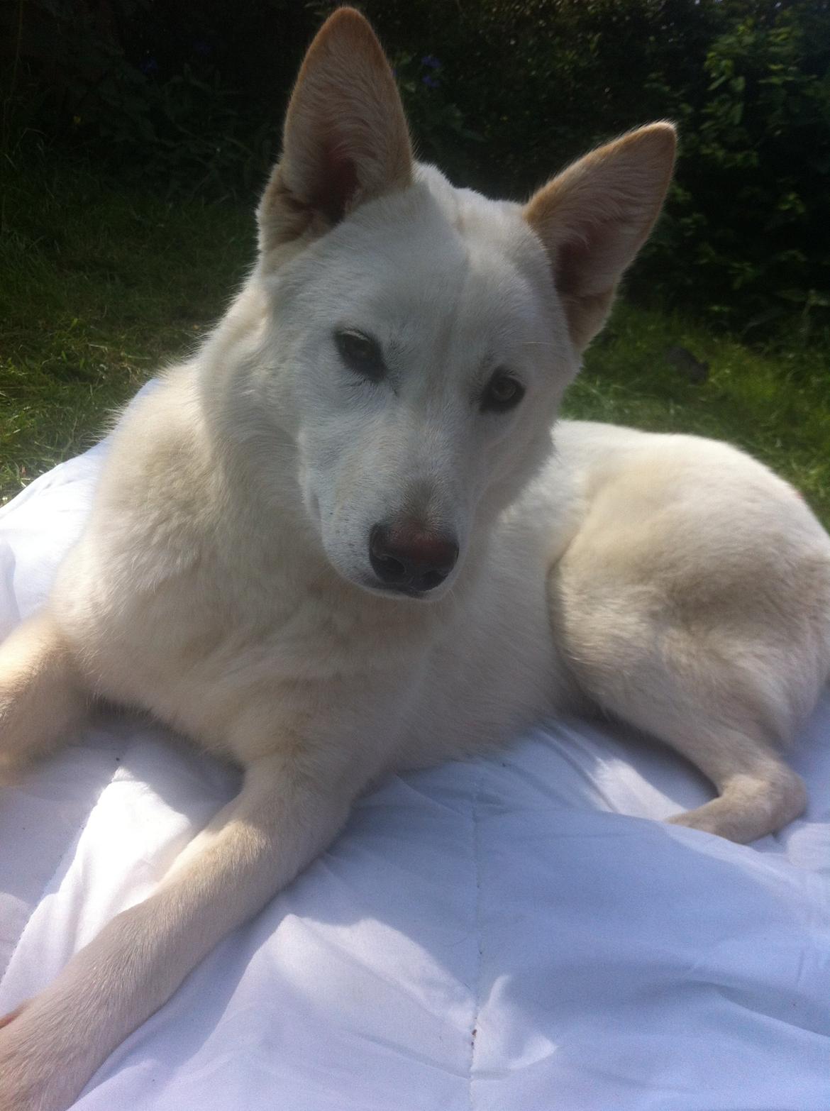 Hvid schæfer Nischa billede 11