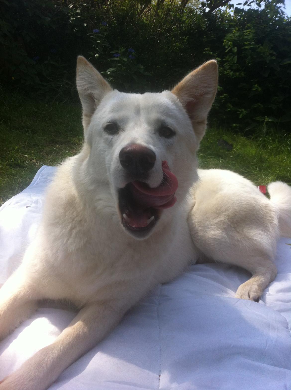 Hvid schæfer Nischa billede 12