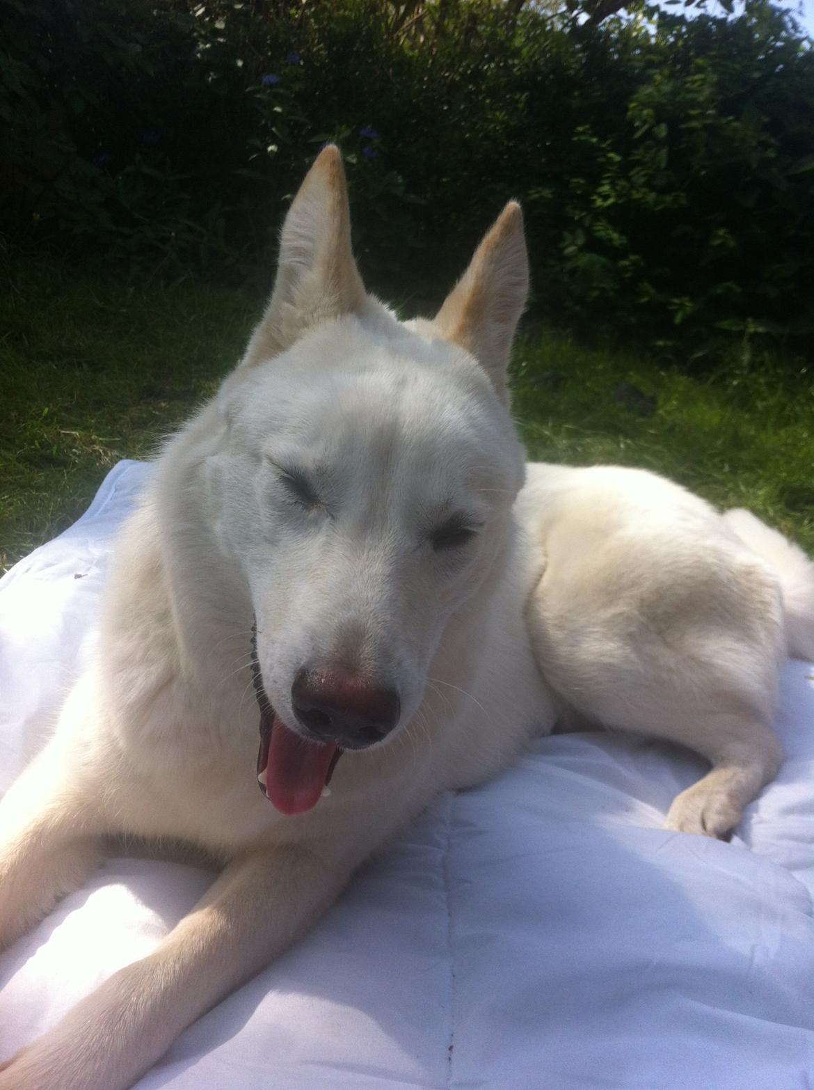 Hvid schæfer Nischa billede 13