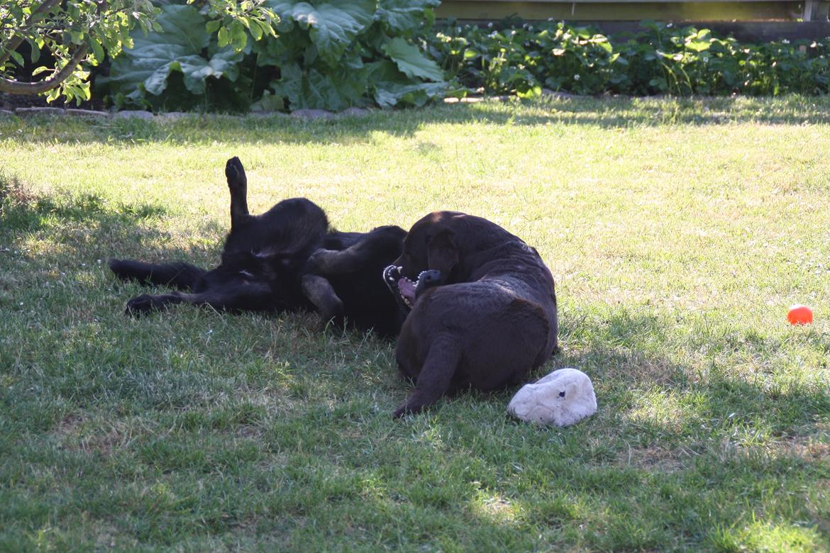 Schæferhund King - Luna og Ib leger i haven billede 2