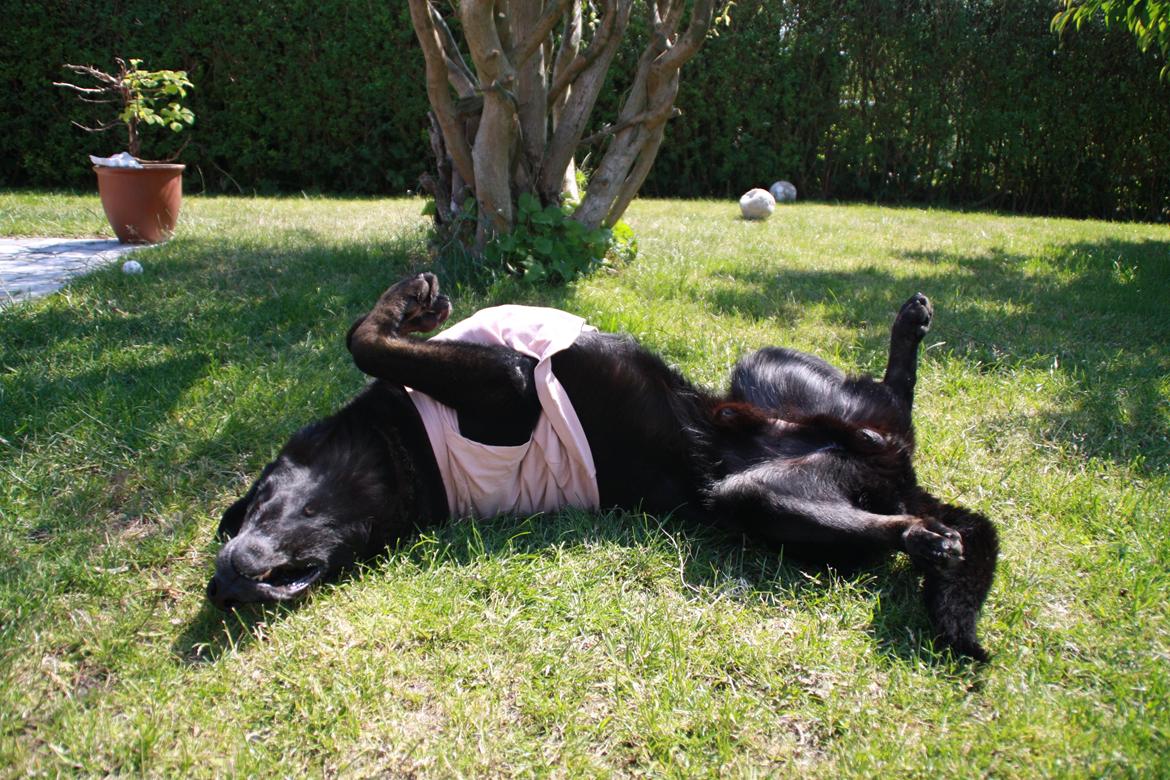 Schæferhund King billede 17