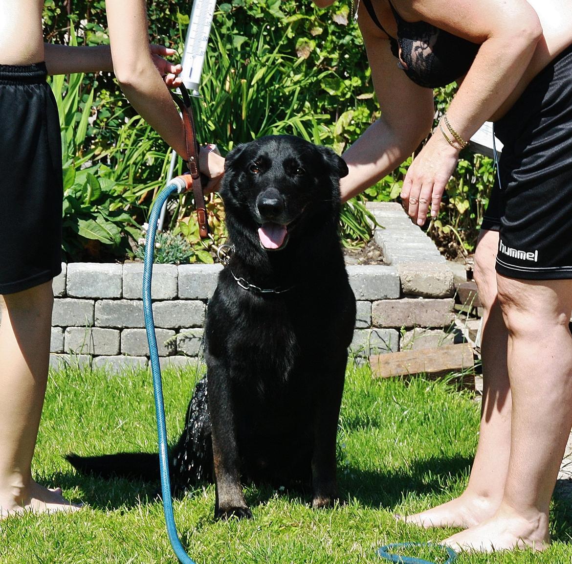 Schæferhund King - Et lille bad i sommervejret :) billede 19