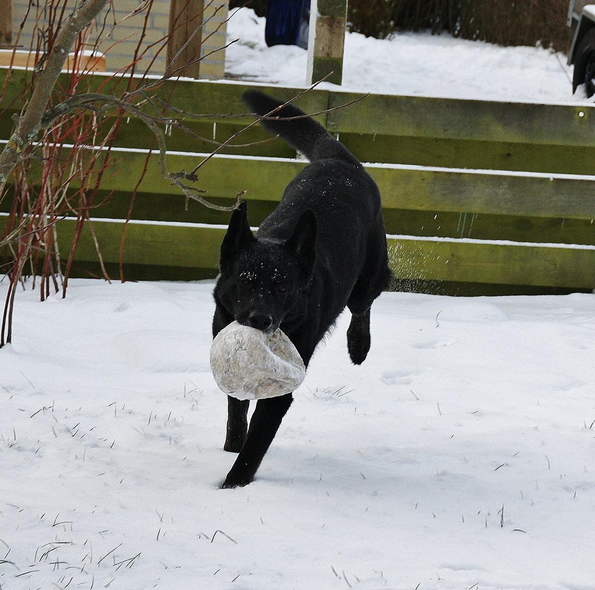 Schæferhund King billede 3