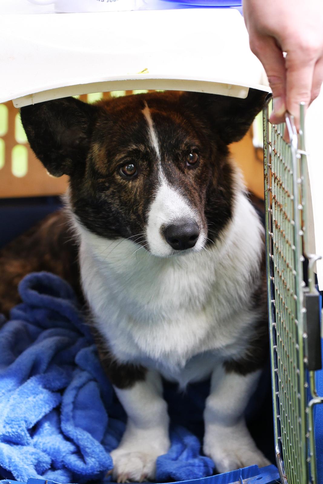 Welsh corgi cardigan Faarup Nixon - Foto: Mikkel S. Jensen billede 15