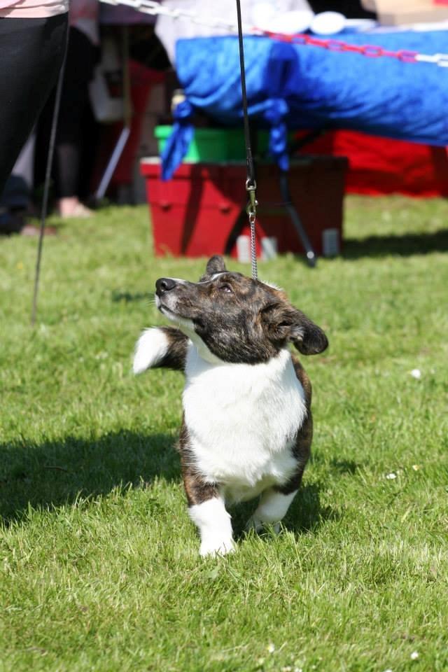 Welsh corgi cardigan Faarup Nixon - Foto: Mikkel S. Jensen billede 20